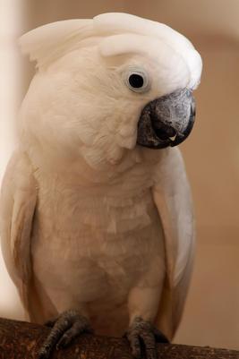 kakadu bílý